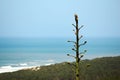 Cactus in a beach