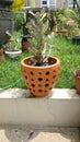 Cactus on a beautiful clay pot