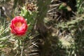 Cactus with a beautiful red flower. Green background. Portugal Royalty Free Stock Photo