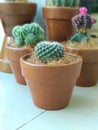 Cactus Bell Cluster Green with terracotta