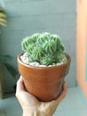 Cactus bell cluster green with terracotta