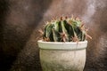 Cactus with big thorns on pot Royalty Free Stock Photo