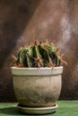 Cactus with big thorns on pot Royalty Free Stock Photo