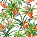 Cactus bird of paradise flowers seamless pattern white background Royalty Free Stock Photo