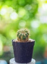 Cactus in black pot on green bokeh background Royalty Free Stock Photo