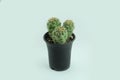 A Cactus in a black pot isolated on light blue background