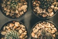 Cactus in a black pot