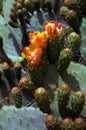 Cactus bloom Royalty Free Stock Photo
