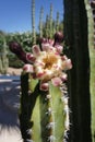 Cactus Bloom