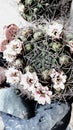 Cactus in bloom, beautiful artistic shot of wreath-shaped flowers on cactus