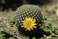 Cactus bloom