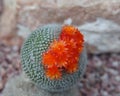 Cactus In Bloom Royalty Free Stock Photo