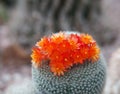 Cactus In Bloom Royalty Free Stock Photo