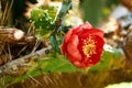 cactus bloom. A red flower bloomed on a green cactus Royalty Free Stock Photo