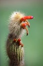 Cactus in Bloom with Red Outgrowths