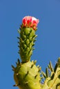 Cactus bloomin in the sun