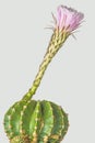 Cactus blooming Royalty Free Stock Photo