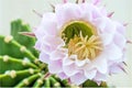 Cactus blooming Royalty Free Stock Photo