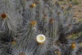 Cactus with blooming flower buttons and cocoons