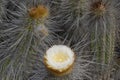 Cactus with blooming flower buttons and cocoons