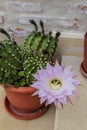 A cactus with a blooming flower in a pot Royalty Free Stock Photo