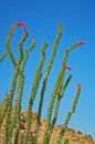 Cactus - Blooming Ocotillo