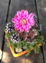 Cactus blooming pink flower in clay pot Royalty Free Stock Photo