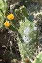 Cactus flowers infested with Cochineal Royalty Free Stock Photo