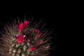 Cactus blooms colorful red flowers on black background. Gorgeous flowering. Cactus chocolate color with long black needles.