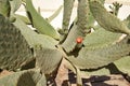 The cactus blooms