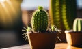 Cactus blooms in summer Royalty Free Stock Photo