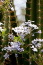 Cactus blooms with white flowers