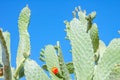 Cactus blosom on sky background Royalty Free Stock Photo