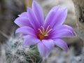 Cactus blossom