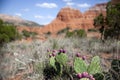 Cactus Blossom Against Colorful Mountain in the Desert Royalty Free Stock Photo