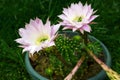 Cactus blossom Royalty Free Stock Photo