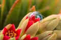 Cactus blossom in bubble
