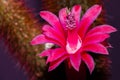 Cactus Blossom