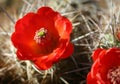 Cactus blossom closeup