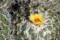 Cactus blossom at Desert Botanical Garden in Phoenix