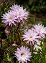 Cactus blossom on Kimolos island