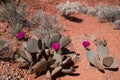 Cactus Blossom, Valley of Fire, Nevada, USA Royalty Free Stock Photo