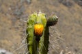 Cactus in blossom with a yellow flower Royalty Free Stock Photo