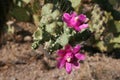 Cactus blossoms