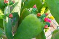 Cactus with Blossoms