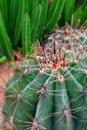 Close up of giant Cactus Royalty Free Stock Photo