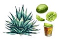 Cactus blue agave and glass tequila with slice lime. Vector vintage hatching