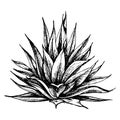 Cactus blue agave. Vector vintage hatching illustration. Isolated on white Royalty Free Stock Photo