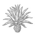 Cactus blue agave. Vintage vector engraving illustration for label, poster