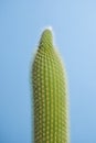 Cactus on blue background Royalty Free Stock Photo